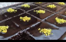 Browni Tadında Islak Kek Tarifi